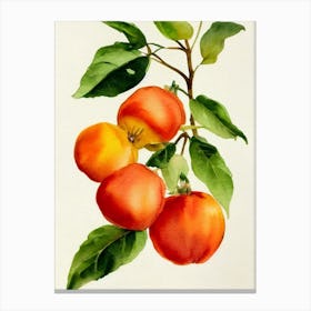 Physalis Italian Watercolour fruit Canvas Print