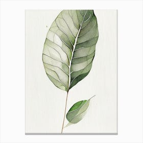 Wild Yam Leaf Minimalist Watercolour 1 Canvas Print