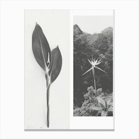 Bird Of Paradise Flower Photo Collage 4 Canvas Print