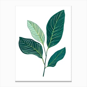 Green Leaves On A White Background Canvas Print