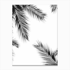 Palm Leaves On A White Background 1 Canvas Print