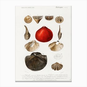 Different Types Of Mollusks, Charles Dessalines D'Orbigny Canvas Print