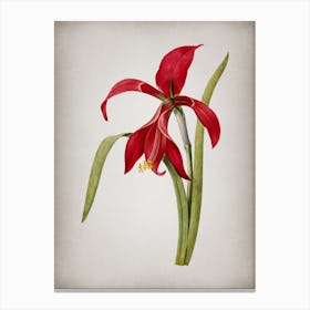 Vintage Amaryllis Botanical on Parchment n.0636 Canvas Print