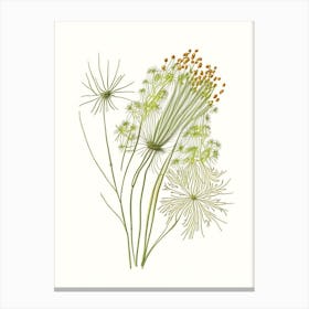 Fennel Seed Spices And Herbs Pencil Illustration 2 Canvas Print