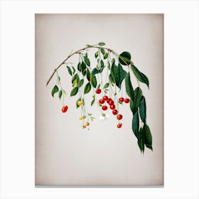 Vintage Visciola Cherries Botanical on Parchment Canvas Print