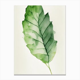 Wild Lettuce Leaf Minimalist Watercolour 3 Canvas Print