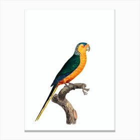 Vintage Yellow Fronted Parakeet Bird Illustration on Pure White Canvas Print