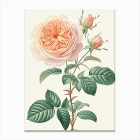 English Roses Painting Rose With Leaves 4 Canvas Print