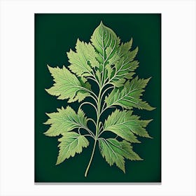 Lovage Leaf Vintage Botanical 2 Canvas Print