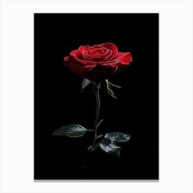 Single Red Rose On Black Background 25 Canvas Print