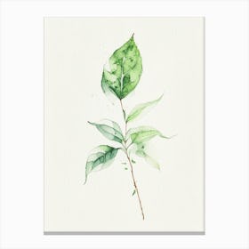 Basil Leaf Minimalist Watercolour 1 Canvas Print