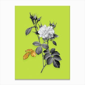 Vintage Autumn Damask Rose Black and White Gold Leaf Floral Art on Chartreuse n.1118 Canvas Print