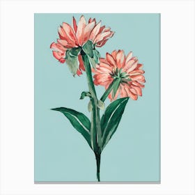 Dahlias 12 Canvas Print