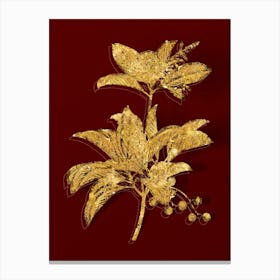 Vintage Greek Strawberry Tree Botanical in Gold on Red n.0002 Canvas Print