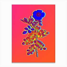 Neon Macartney Rose Botanical in Hot Pink and Electric Blue n.0544 Canvas Print