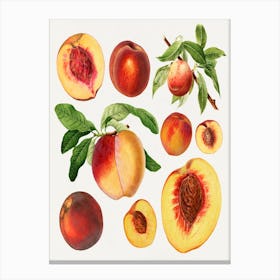 Peach Painting Canvas Print