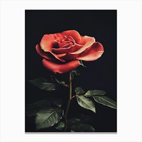 Red Rose 28 Canvas Print