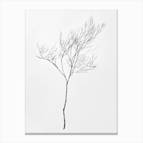 Bare Tree 3 Canvas Print