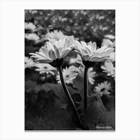 Daisies Black And White Photography Canvas Print