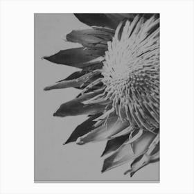 Black And White Close Up Of Protea Canvas Print
