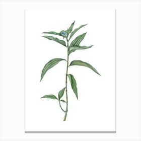 Vintage Dayflower Botanical Illustration on Pure White n.0776 Canvas Print