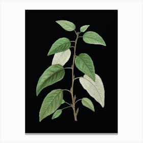 Vintage Balsam Poplar Leaves Botanical Illustration on Solid Black n.0383 Canvas Print