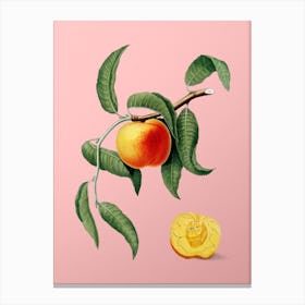 Vintage Peach Botanical on Soft Pink n.0069 Canvas Print