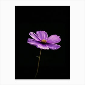 Purple Cosmos Flower Stampe su tela