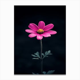 Cosmos Flower 5 Canvas Print