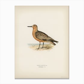 Red Knot, The Von Wright Brothers Canvas Print