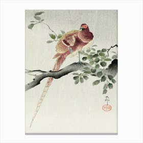 Copper Pheasant (1900 1930), Ohara Koson Canvas Print