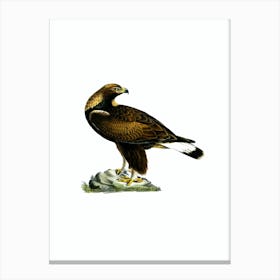 Vintage Golden Eagle Bird Illustration on Pure White n.0099 Canvas Print