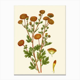 Chrysanthemum 1 Canvas Print