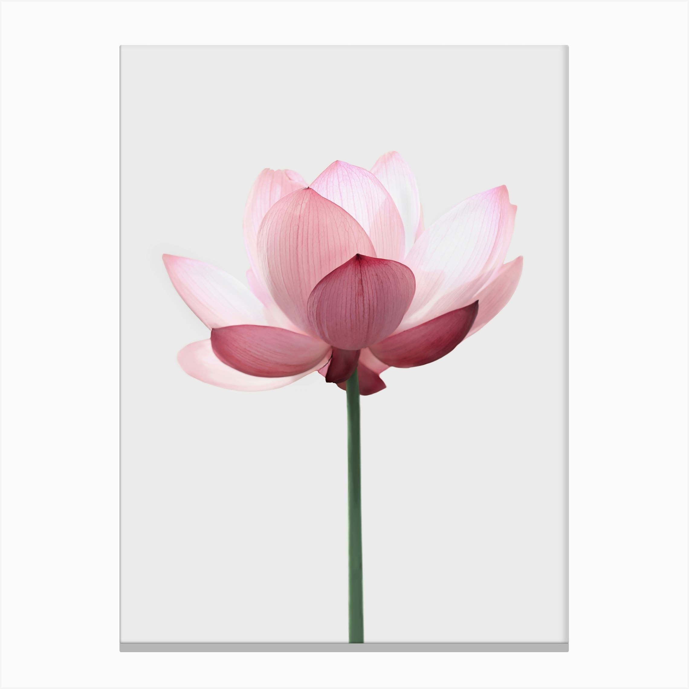photo white lotus flower