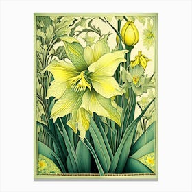 Daffodil 3 Floral Botanical Vintage Poster Flower Canvas Print