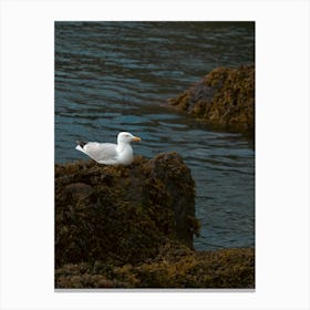 The Lonely Seagull Canvas Print