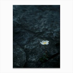 Single White Flower On A Rock Canvas Print