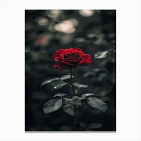 Dark Rose 127 Canvas Print