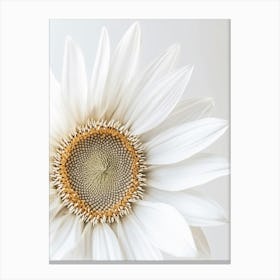 White Sunflower 1 Canvas Print