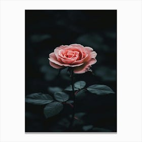 Pink Rose On Black Background 34 Canvas Print