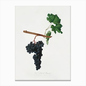 Dolcetto Grapes (Vitis Vinifera) From Pomona Italiana (1817 - 1839), Giorgio Gallesio Canvas Print