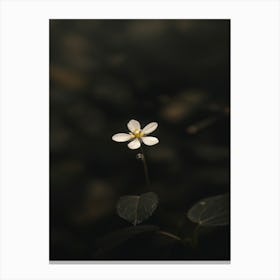 Small Flower In Water Canvas Print