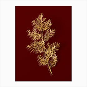 Vintage Virginian Juniper Botanical in Gold on Red n.0577 Canvas Print