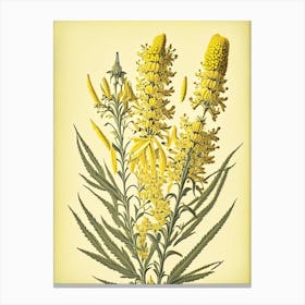 Goldenrod 3 Floral Botanical Vintage Poster Flower Canvas Print