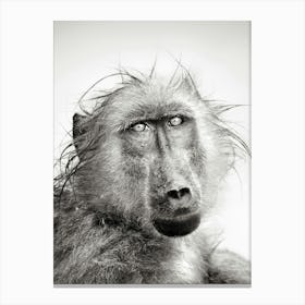 Baboon Canvas Print