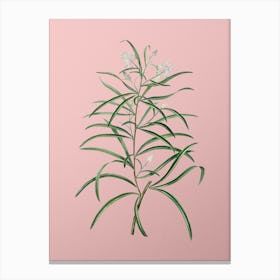 Vintage Narrow Leaved Spider Flower Botanical on Soft Pink n.0919 Canvas Print