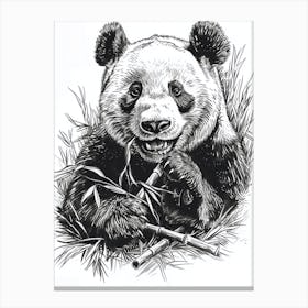 Giant Panda Eating Bamboo Ink Illustration 4 Canvas Print