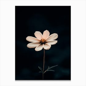 Single Flower On A Dark Background Canvas Print