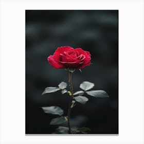 Single Red Rose 14 Canvas Print