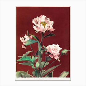 Hærdaceous Peony, Hand Colored Collotype From Some Japanese Flowers, Ogawa Kazumasa Canvas Print